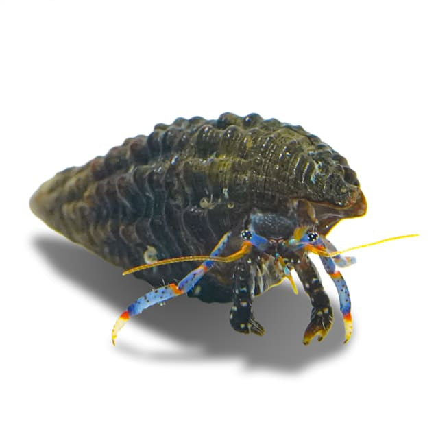 Dwarf Blue Leg Hermit Crab (Clianarius tricolori)